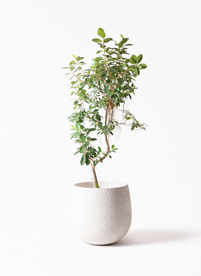 観葉植物 フランスゴムの木 10号 気根 コーテス ヘックス 灰 付き