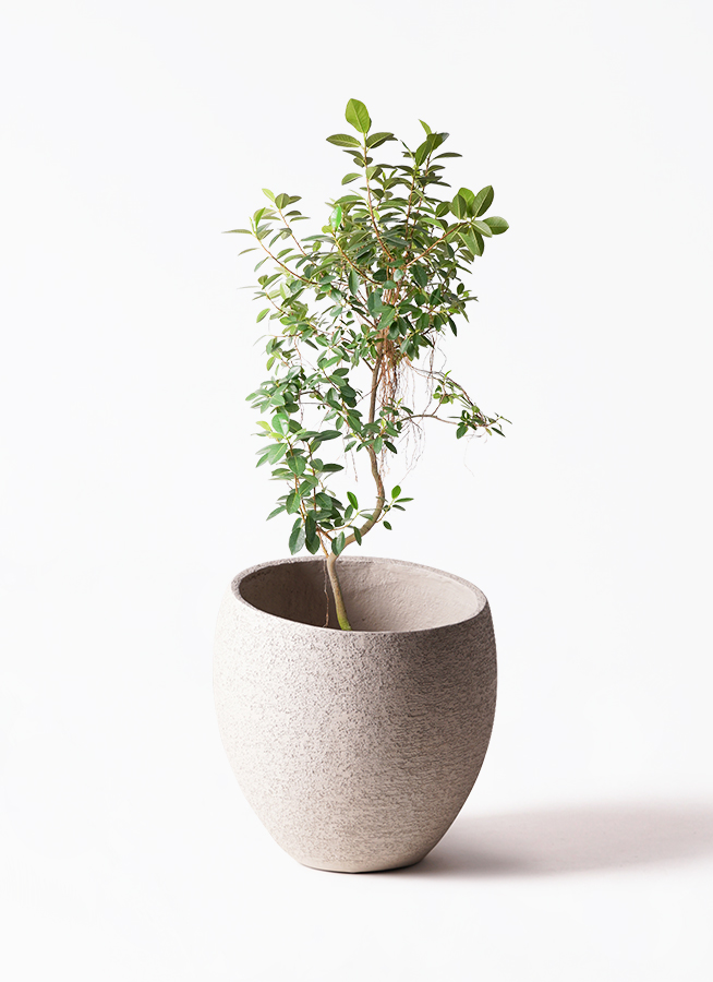 観葉植物 フランスゴムの木 10号 気根 ウッドプランター 付き
