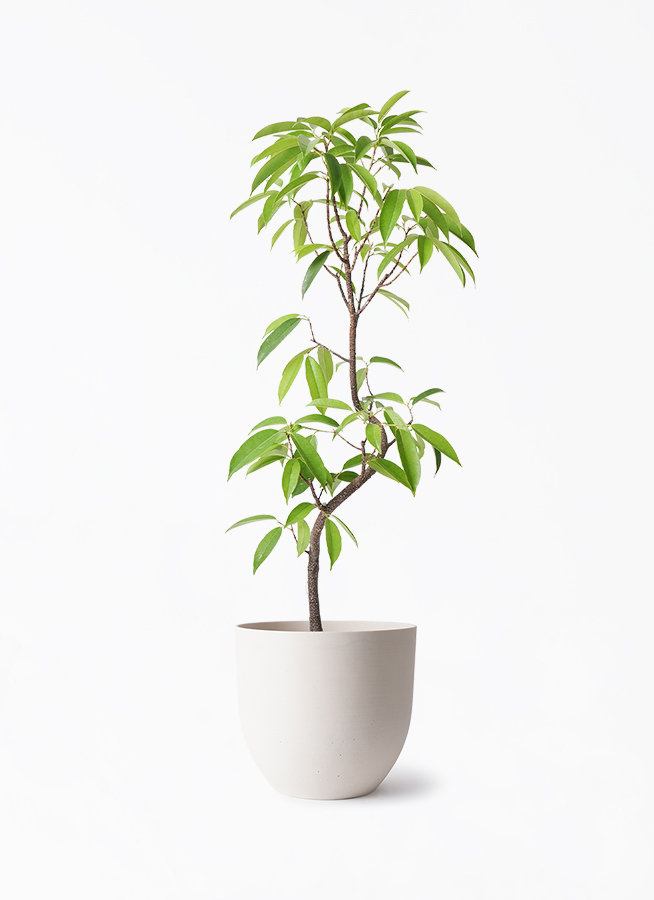 観葉植物 フィカス アムステルダムキング 6号 曲り インティ