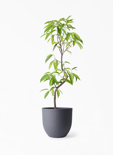 観葉植物 フィカス アムステルダムキング 6号 曲り インティ グレー