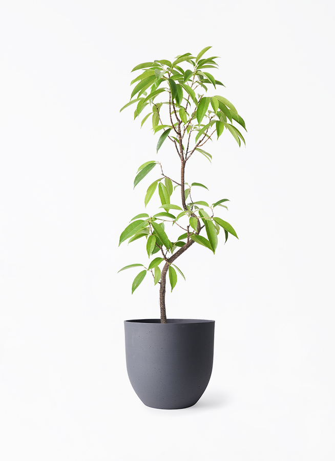 観葉植物 フィカス アムステルダムキング 6号 曲り インティ グレー