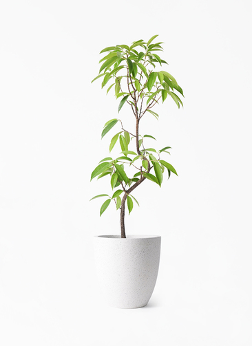 観葉植物 フィカス アムステルダムキング 6号 曲り コーテス ラウンド