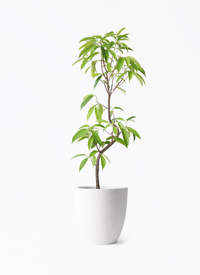 おしゃれ観葉♡フィカス【アムステルダムキング】 観葉植物 フィカス アムステルダムキング 6号 曲り コーテス ラウンド