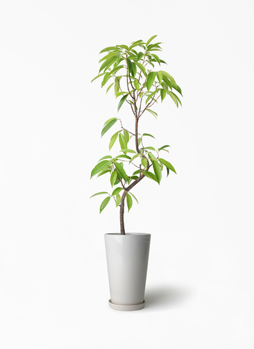 観葉植物 フィカス アムステルダムキング 6号 曲り ラウンド 付き