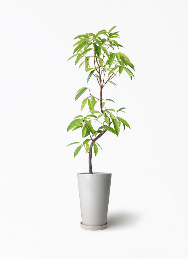フィカス•アムステルダムキング♪ 145cm♪ 観葉植物 フィカス アムステルダムキング 6号 曲り ラウンド 付き