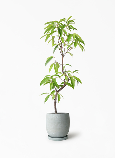 観葉植物 フィカス アムステルダムキング 6号 曲り アイルエッグ