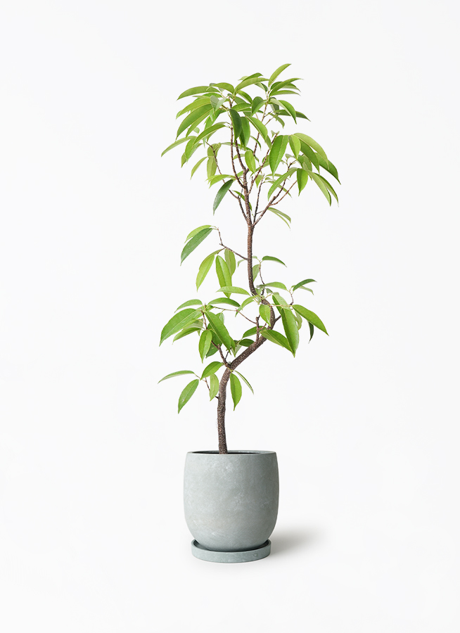 観葉植物 フィカス アムステルダムキング 6号 曲り アイルエッグ