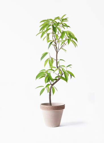 (引き取り限定) アムステルダムキング　外鉢付き　180cm 引き取り限定) アムステルダムキング 外鉢付き 180cm