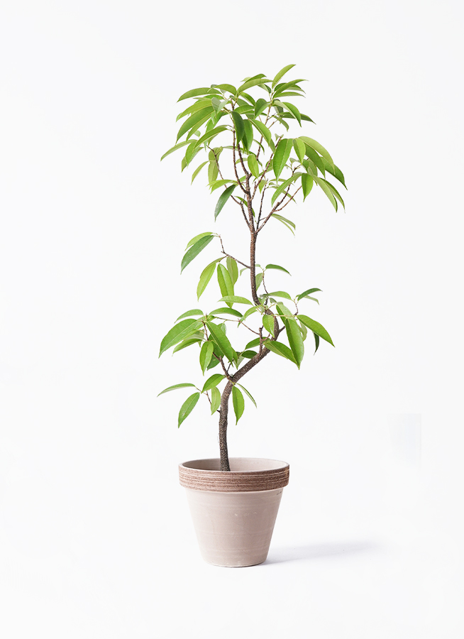 観葉植物 フィカス アムステルダムキング 6号 曲り スタンダードポット