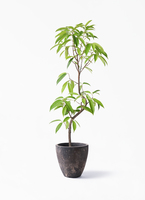 観葉植物 フィカス アムステルダムキング 6号 曲り Mango Wood