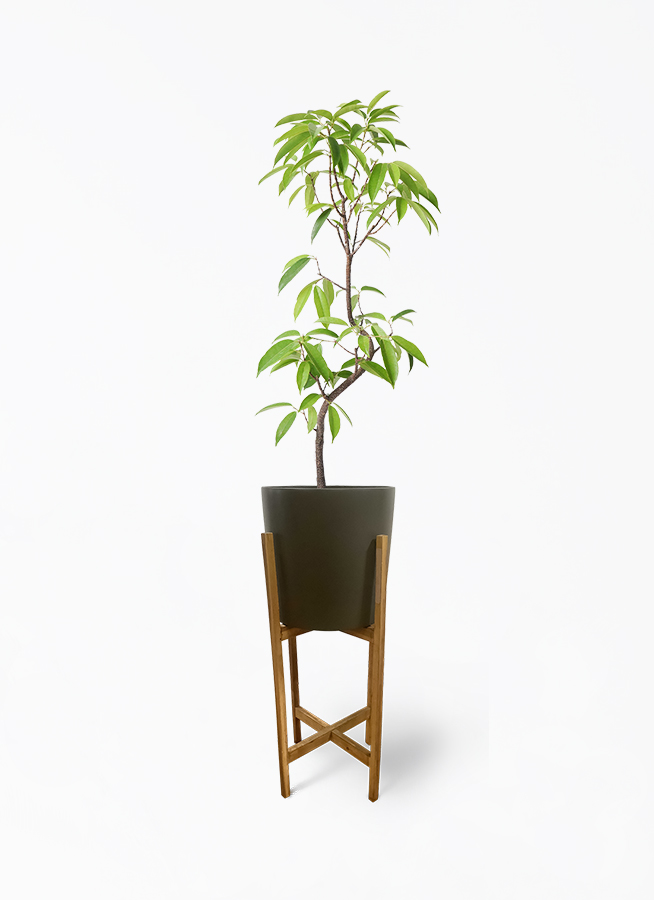 フィカス アムステルダムキング 曲がり | 観葉植物通販 HitoHana（ひと