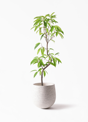 観葉植物 フィカス アムステルダムキング 6号 曲り Eco Stone (エコ