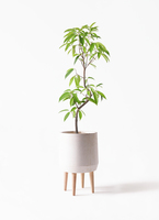 観葉植物 フィカス アムステルダムキング 6号 曲り ファイバークレイ