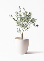 観葉植物 オリーブの木 5号 創樹 プラスチック鉢 | 観葉植物なら
