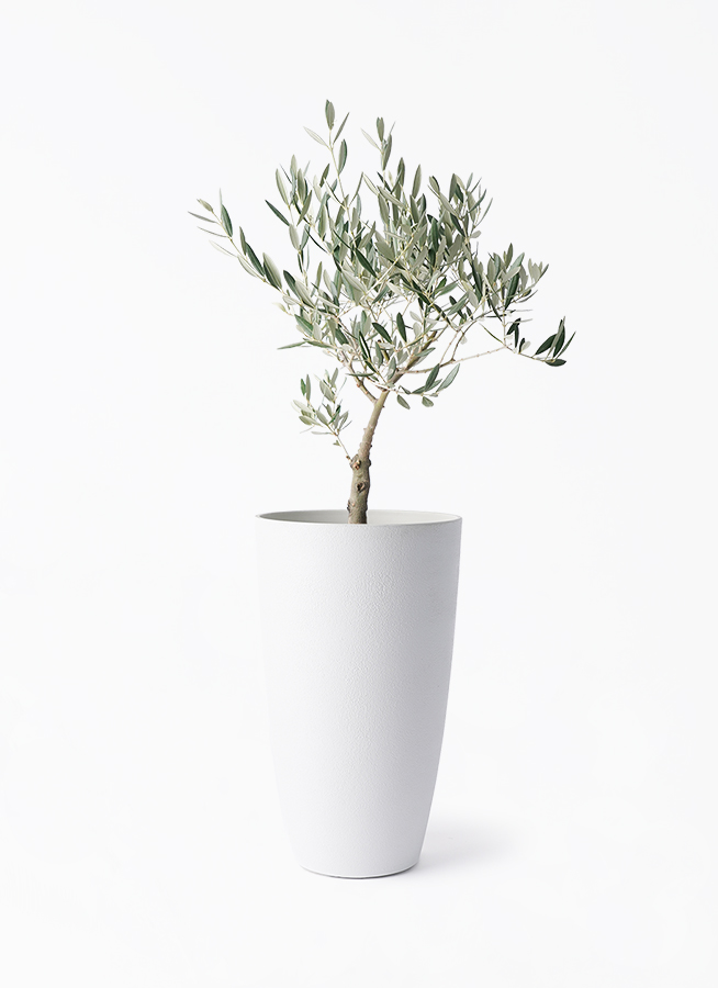 観葉植物 オリーブの木 5号 創樹 フォレスト トール ホワイト 付き