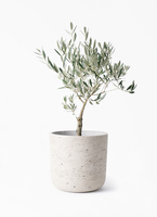 観葉植物 オリーブの木 5号 創樹 プラスチック鉢 | 観葉植物なら