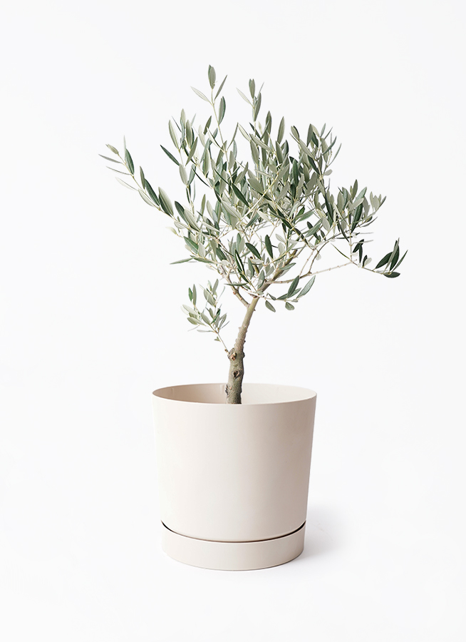 オリーブの木 5号 | 観葉植物の通販ならHitoHana（ひとはな）