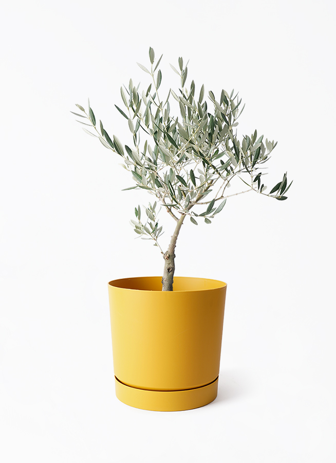 オリーブの木 5号 | 観葉植物の通販ならHitoHana（ひとはな）