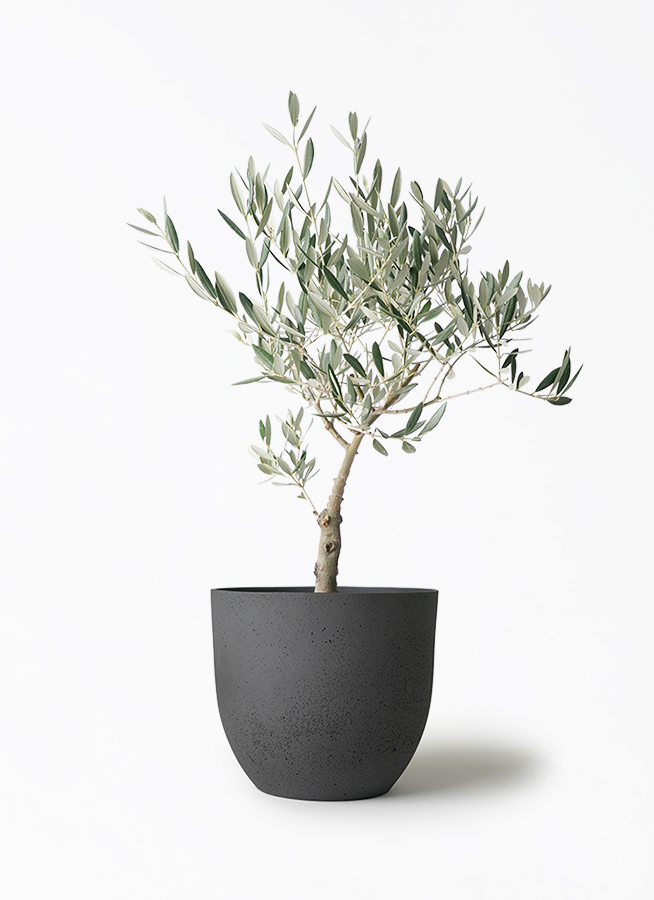 オリーブの木 5号 | 観葉植物の通販ならHitoHana（ひとはな）