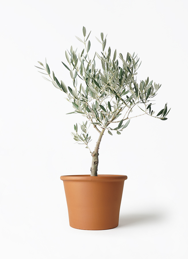 オリーブの木 5号 | 観葉植物の通販ならHitoHana（ひとはな）