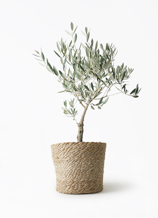 観葉植物 オリーブの木 5号 創樹 プラスチック鉢 | 観葉植物なら