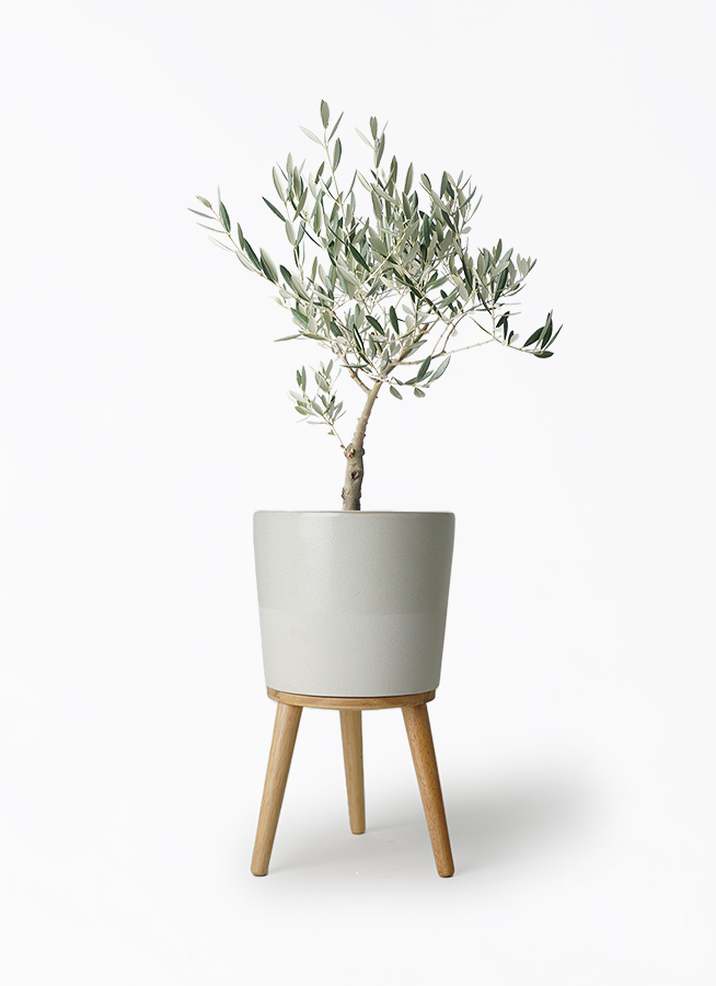観葉植物 オリーブの木 5号 創樹 プラスチック鉢 | 観葉植物なら