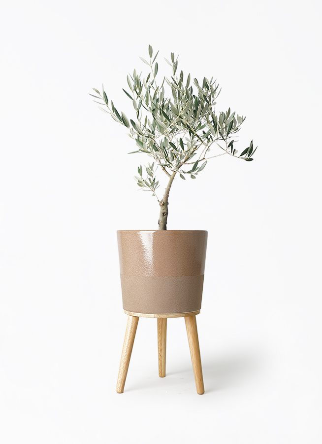 観葉植物 オリーブの木 5号 創樹 プラスチック鉢 | 観葉植物なら