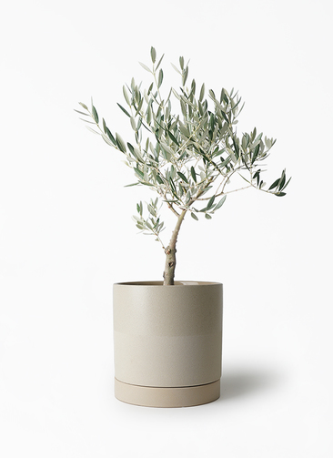 オリーブの木　ホワイト　6号　NO.840　約85cm　希少品種　現品掲載 観葉植物 オリーブの木 5号 創樹 エドラ B 付き | 観葉植物なら