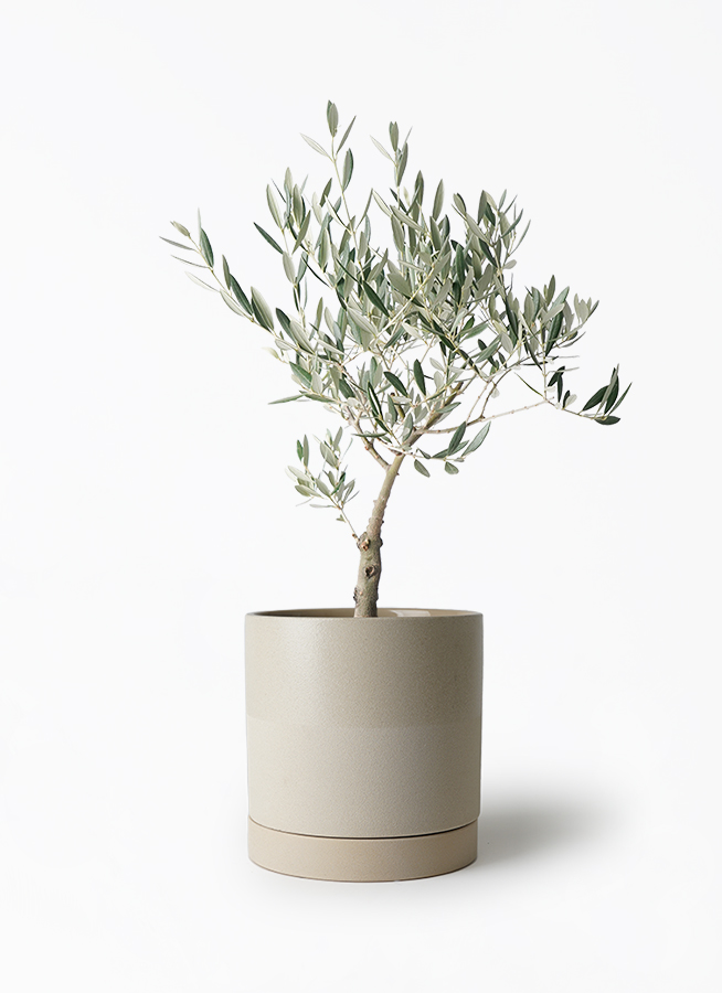 観葉植物 オリーブの木 5号 創樹 プラスチック鉢 | 観葉植物なら