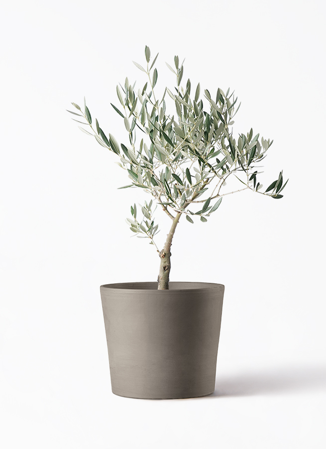 観葉植物 オリーブの木 5号 創樹 エドラ B 付き | 観葉植物なら