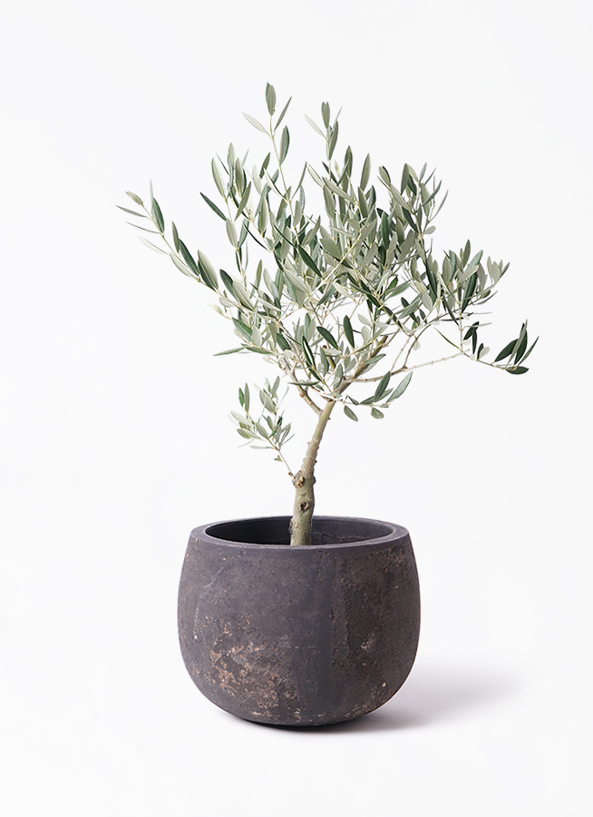 観葉植物 オリーブの木 5号 創樹 エルナ B 付き | 観葉植物なら