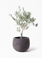 オリーブ　古木　創樹　5号鉢つき　② 観葉植物 オリーブの木 5号 創樹 プラスチック鉢 | 観葉植物なら