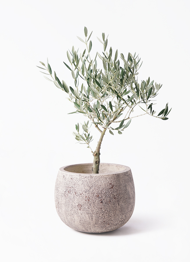 観葉植物 オリーブの木 5号 創樹 プラスチック鉢 | 観葉植物なら