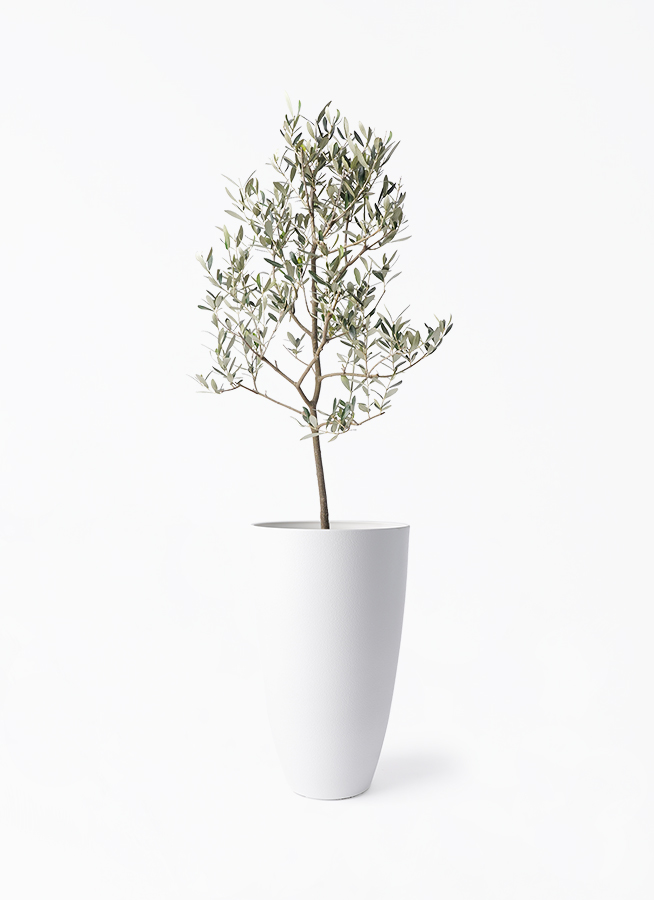 観葉植物 オリーブの木 8号 ミッション フォレスト トール ホワイト