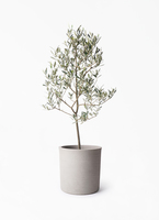 観葉植物 オリーブの木 8号 ミッション プラスチック鉢 / 小倉園