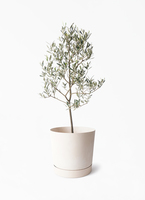 olive-mission-181_1.jpg?1737377089