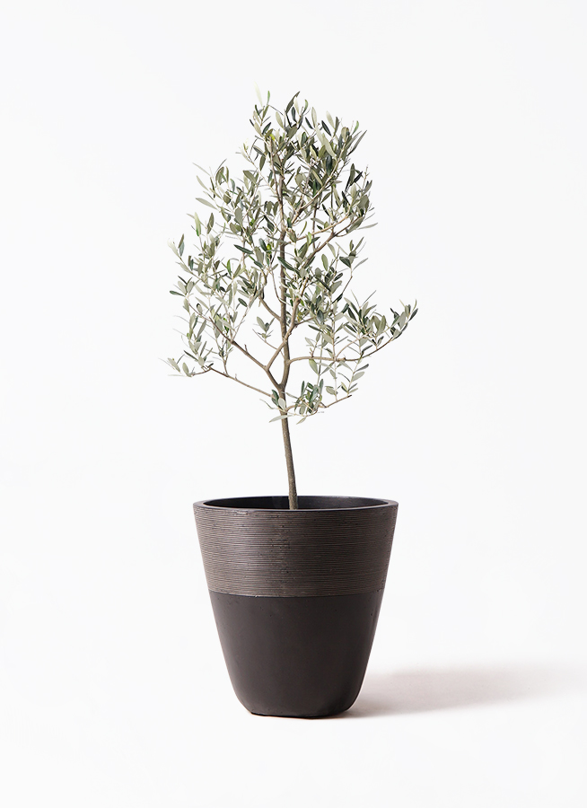 観葉植物 オリーブの木 8号 ミッション ジュピター 黒 付き / 小倉園