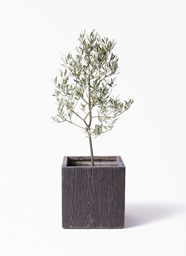 観葉植物 オリーブの木 8号 ミッション ベータ キューブプランター