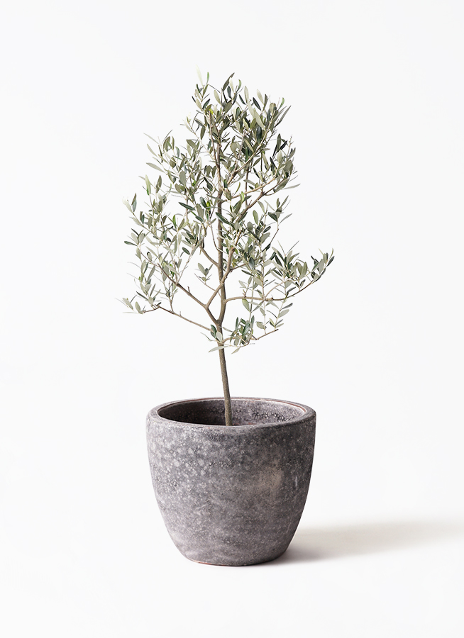 観葉植物 オリーブの木 8号 ミッション ベータ キューブプランター