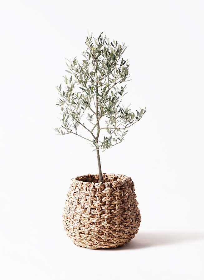 観葉植物 オリーブの木 8号 ミッション プラスチック鉢 / 小倉園