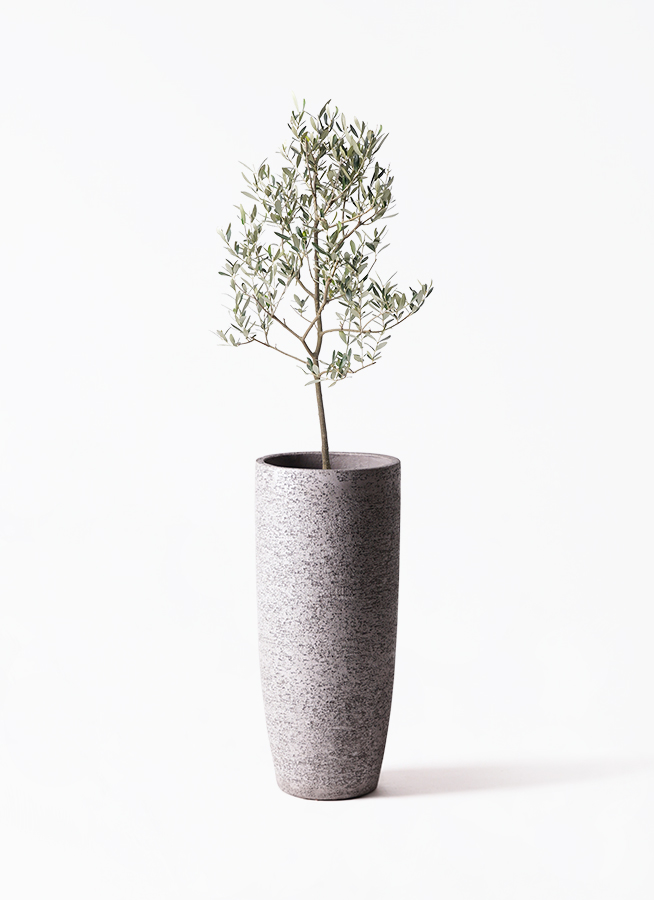 観葉植物 オリーブの木 8号 ミッション プラスチック鉢 / 小倉園