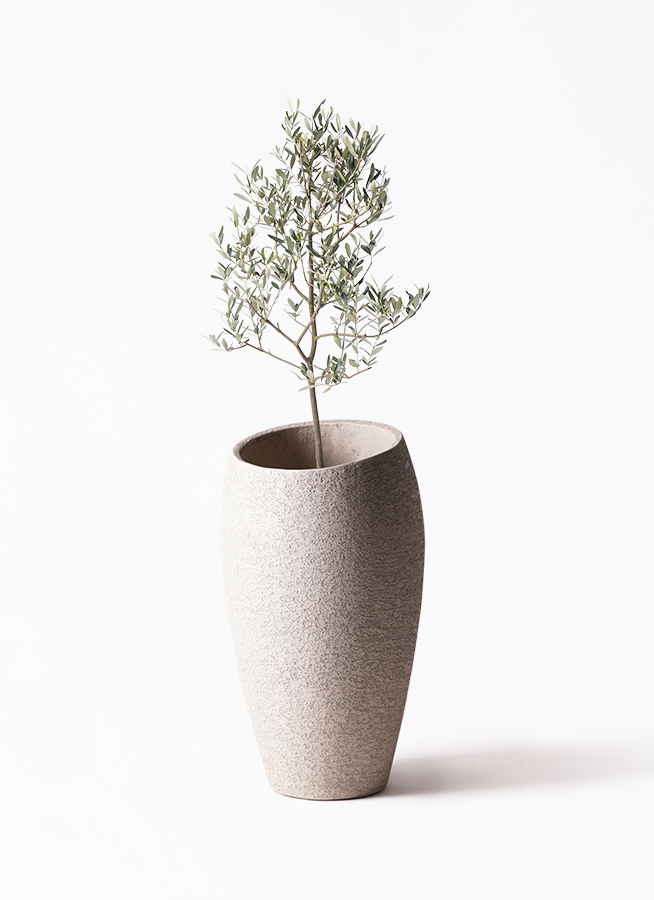 観葉植物 オリーブの木 8号 ミッション プラスチック鉢 / 小倉園
