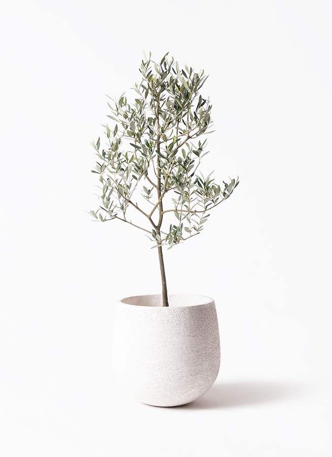 観葉植物 オリーブの木 8号 ミッション アートストーン ラウンド
