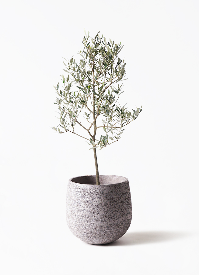 観葉植物 オリーブの木 8号 ミッション ベータ キューブプランター
