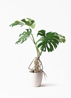 monstera-neagari-222_1.jpg?