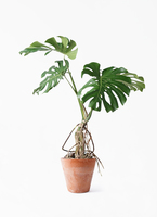 monstera-neagari-281_1.jpg?