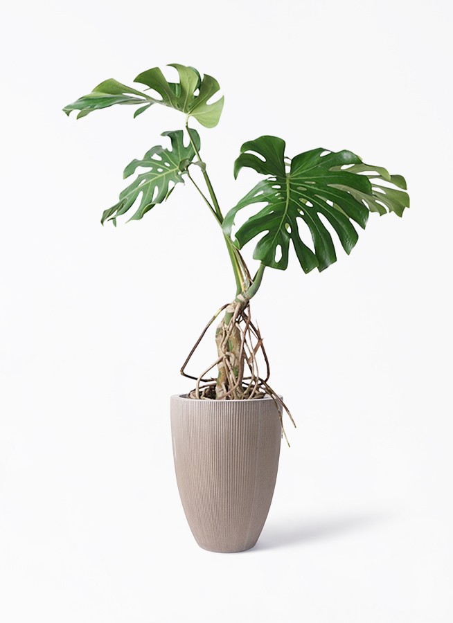 モンステラ 根あがり | 観葉植物通販 Hitohana（ひとはな）