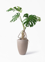 観葉植物 モンステラ 8号 根あがり セドナロング グレイ 付き | 観葉