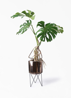 目指せミニマリストD！（断捨離中）①　モンステラ根上がり　8号特大苗 monstera-neagari-266_1.jpg?