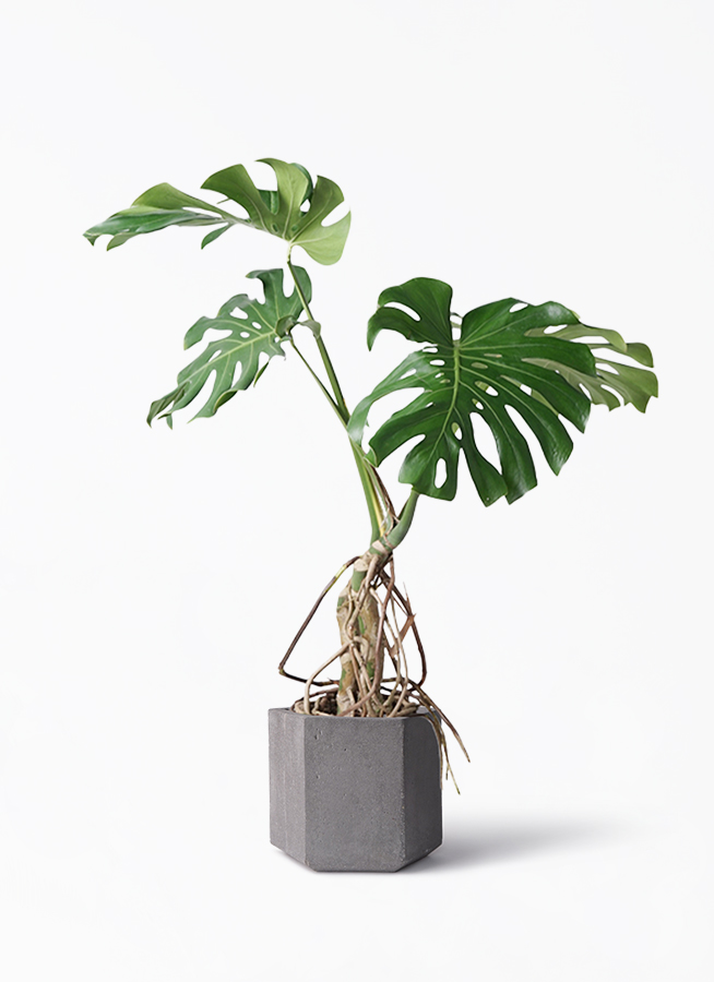 観葉植物 モンステラ 8号 根あがり コーテス ヘックス 灰 付き | 観葉